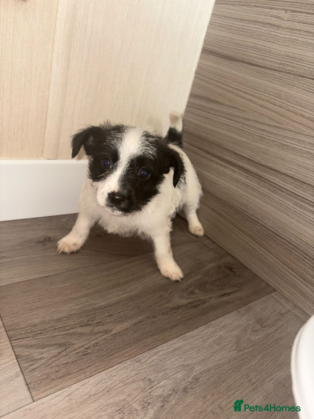 Jack Russell dogs for sale: 3 beautiful puppy’s  - Image 5