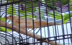 Finches birds for sale: Orange zebra hen  - Advert 4