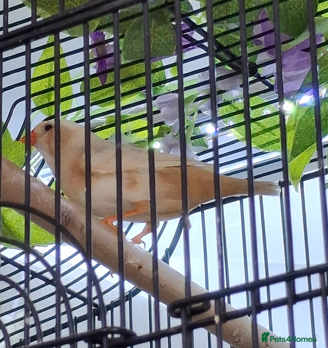 Finches birds for sale: Orange zebra hen  - Advert 4