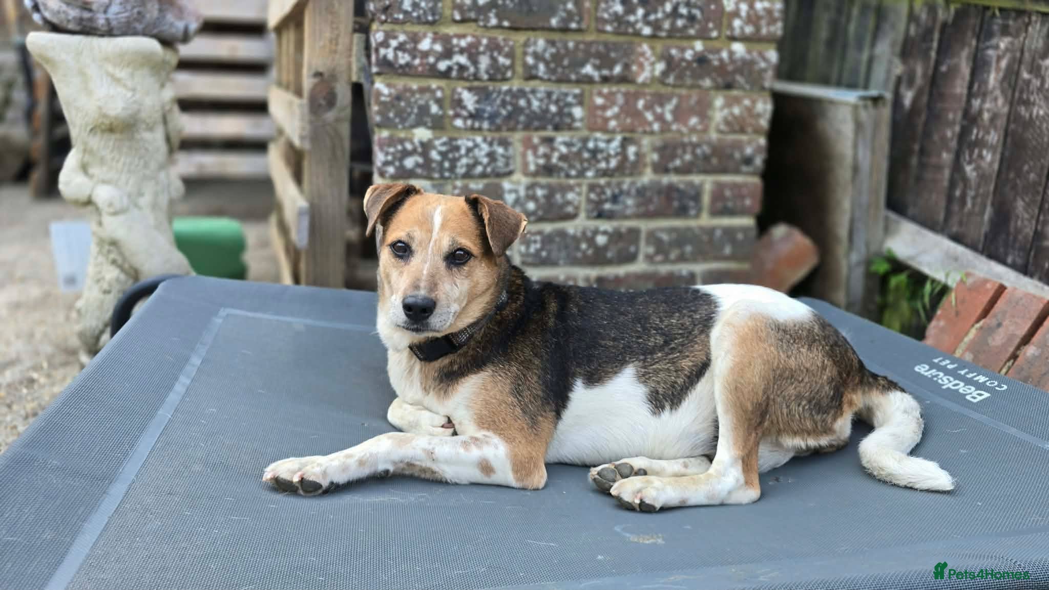 Mixed Breed dogs Beauty for adoption - Advert 1