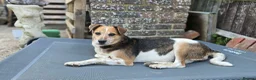 Mixed Breed dogs for adoption: Beauty for adoption - Advert 1