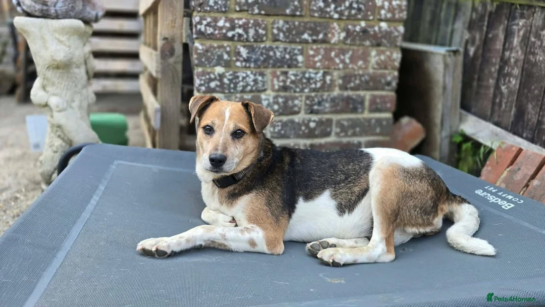 Mixed Breed dogs for adoption: Beauty for adoption - Advert 1