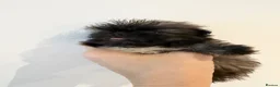 Pekingese dogs for sale: Kc sable Blk mask Pekingnese Russian lines - Advert 12