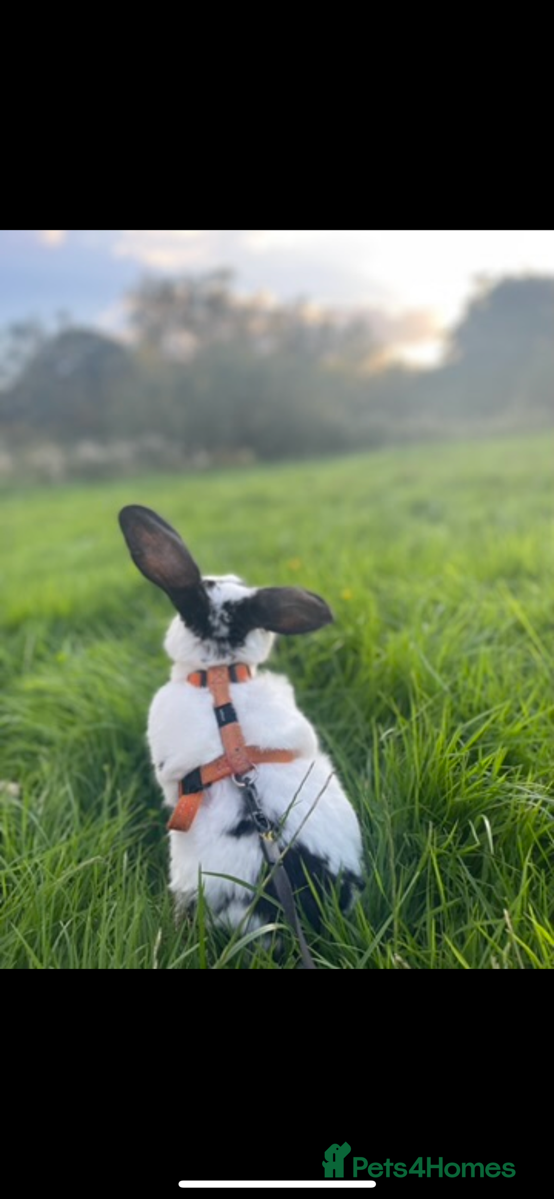 Mixed Breed rabbits for sale: Male rabbit thumper for rehoming - Advert 8