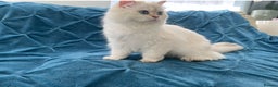 British Longhair cats for sale: Pure bread British Long and Shorthair kittens   - Advert 3