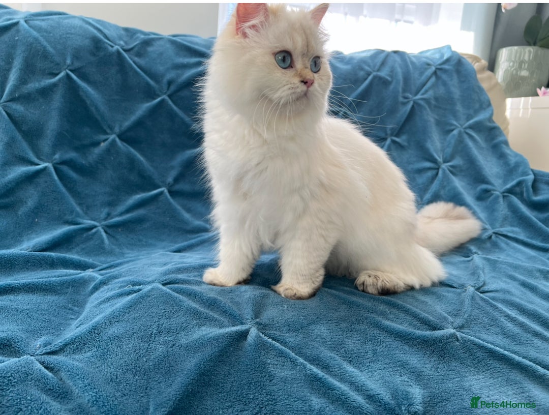British Longhair cats for sale: Pure bread British Long and Shorthair kittens   - Advert 3