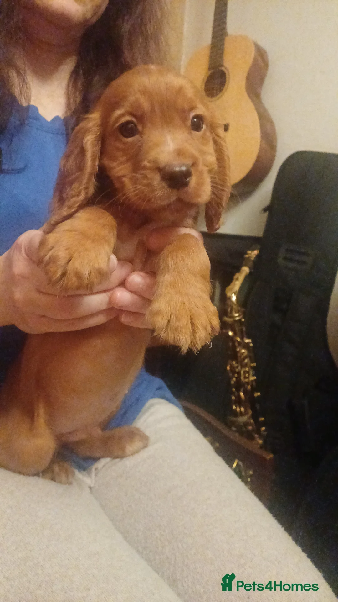 Cocker Spaniel dogs for sale: Quality Cocker pup in Mold - Advert 4