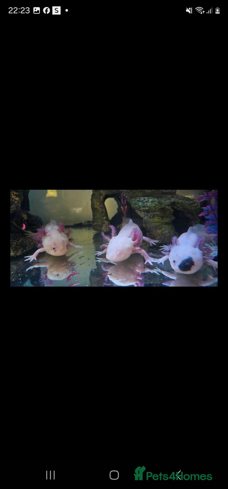 Axolotl reptiles 4 Axolotls - Advert 5
