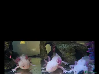 Axolotl reptiles 4 Axolotls - Advert 1