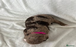 Goldendoodle dogs for sale: Beautiful litter of Goldendoodles  - Image 33