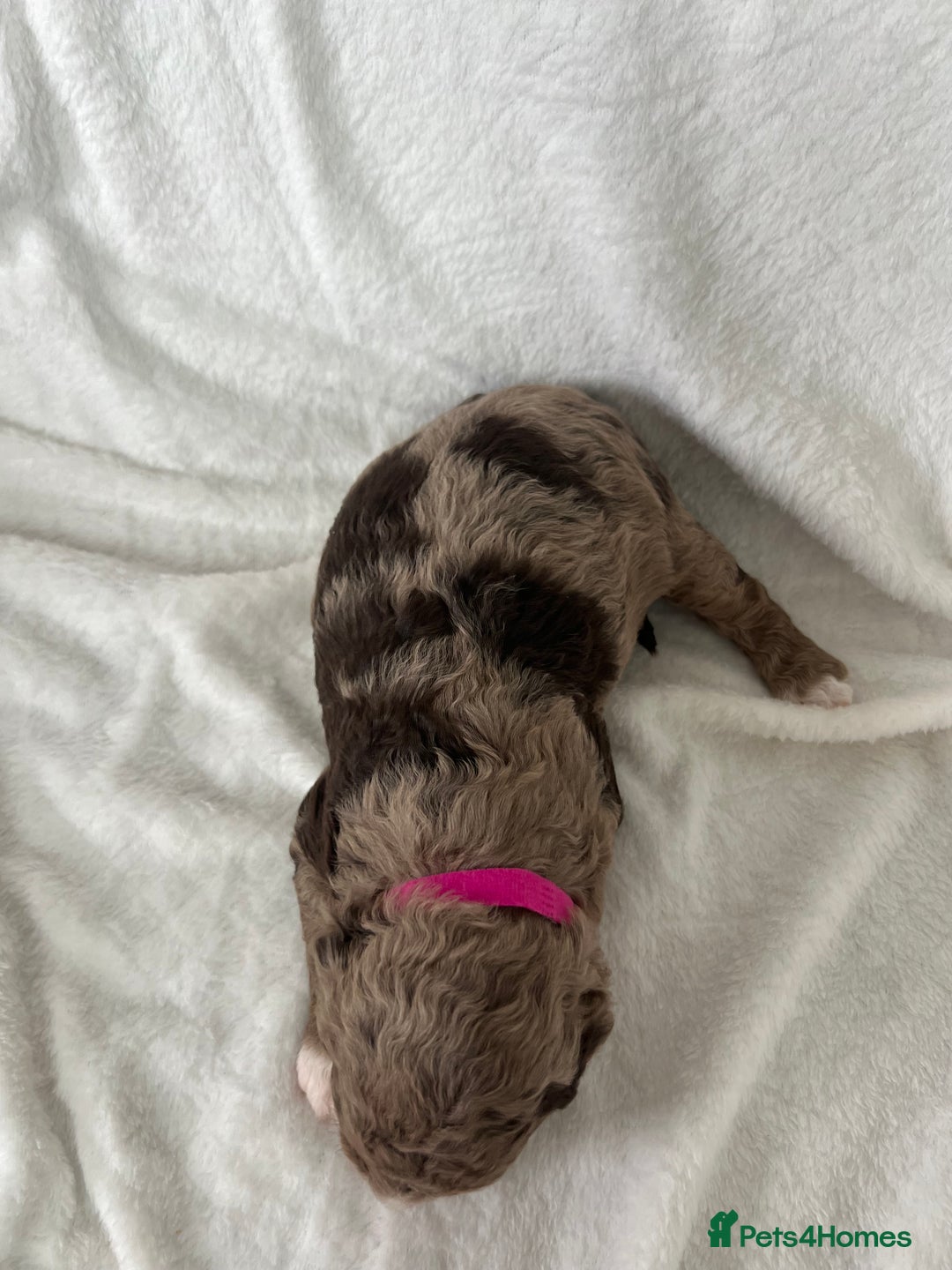 Goldendoodle dogs for sale: Beautiful litter of Goldendoodles  - Image 33