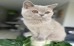 British Shorthair cats for sale: 👑 LILAC BSH reg GCCF LAST GIRL 👑 - Image 7