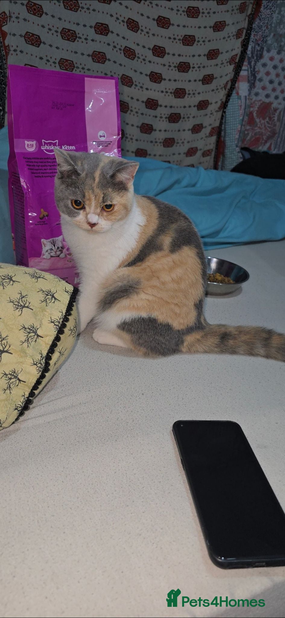 British Shorthair cats British short haired  - Advert 2