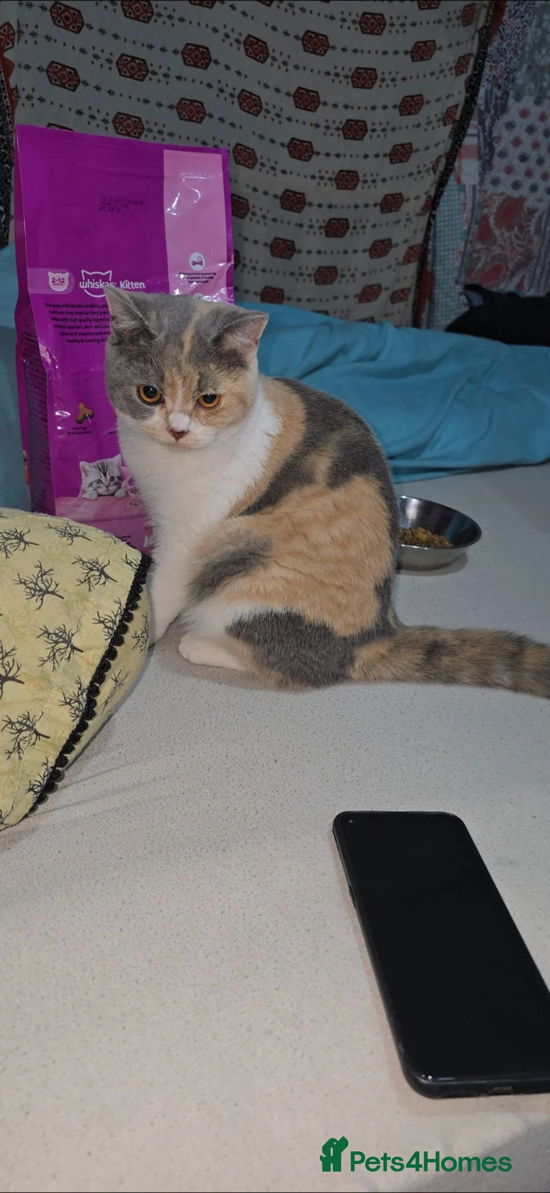 British Shorthair cats for sale: British short haired  - Advert 1