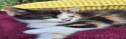 Mixed Breed cats for sale: Adorable Kittens for Sale – 3 Boys, 2 Girls in London - Advert 9