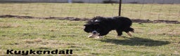 Border Collie dogs for stud: ISDS&KC Fully Tested Border Collie for Stud in Bicester - Advert 35