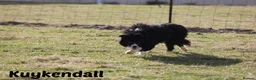 Border Collie dogs for stud: ISDS&KC Fully Tested Border Collie for Stud in Bicester - Advert 35