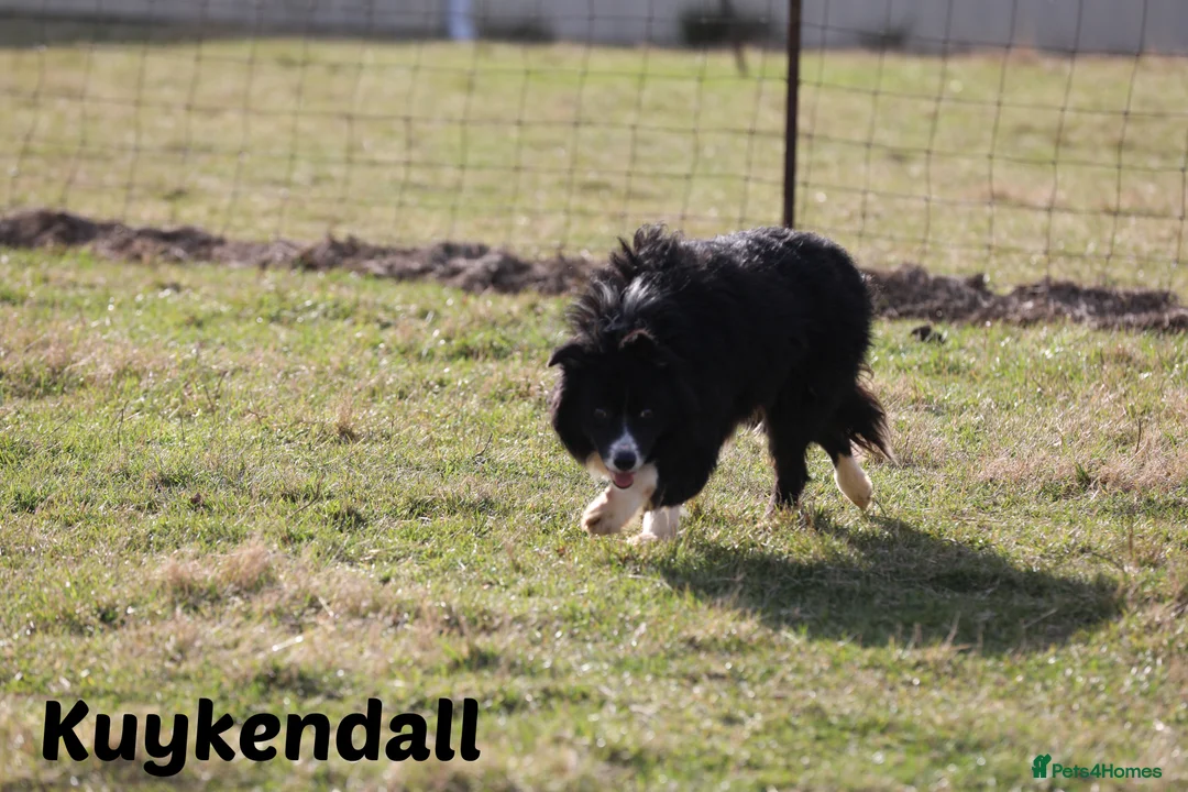 Border Collie dogs for stud: ISDS&KC Fully Tested Border Collie for Stud in Bicester - Advert 35