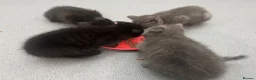 Burmese cats for sale: 🐾 Burmese x British Shorthair Kittens 🐾 - Advert 8