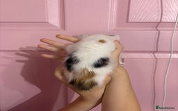 Bengal cats for sale: Bengal mix   in Manchester - Image 14