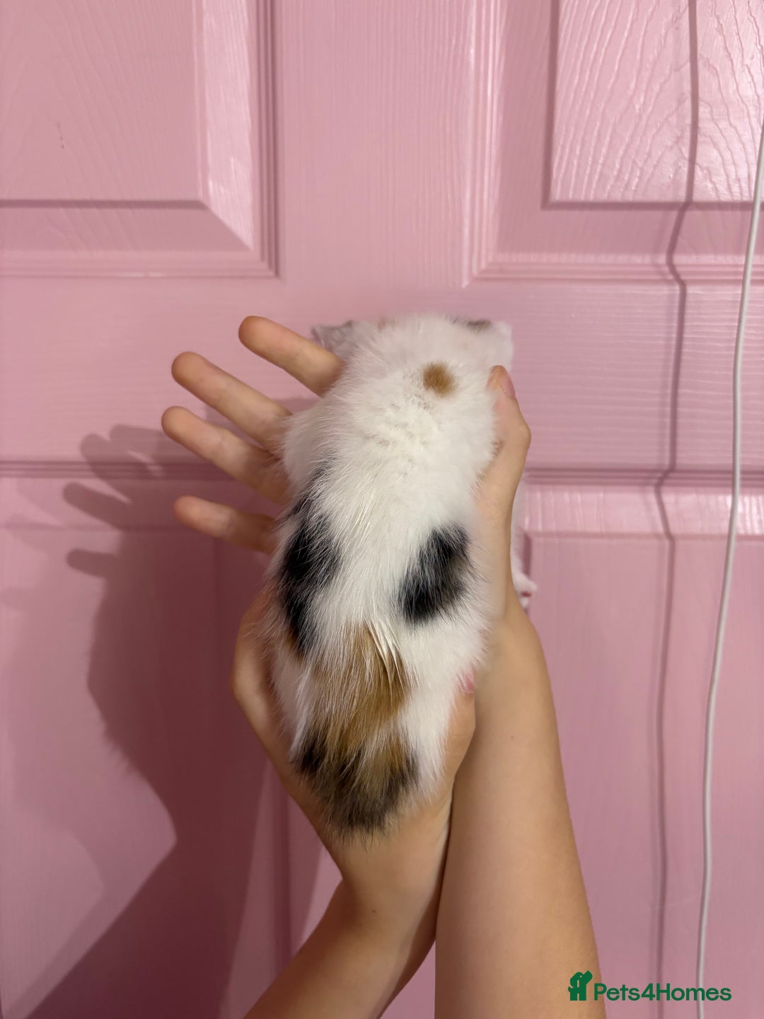 Bengal cats for sale: Bengal mix   in Manchester - Image 14
