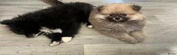 Pomeranian dogs for sale: 2 Pomeranian girls ready now  - Advert 2