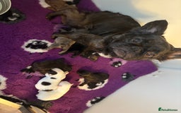 French Bulldog dogs for sale: KC fluffy French bulldog puppies - Image 9