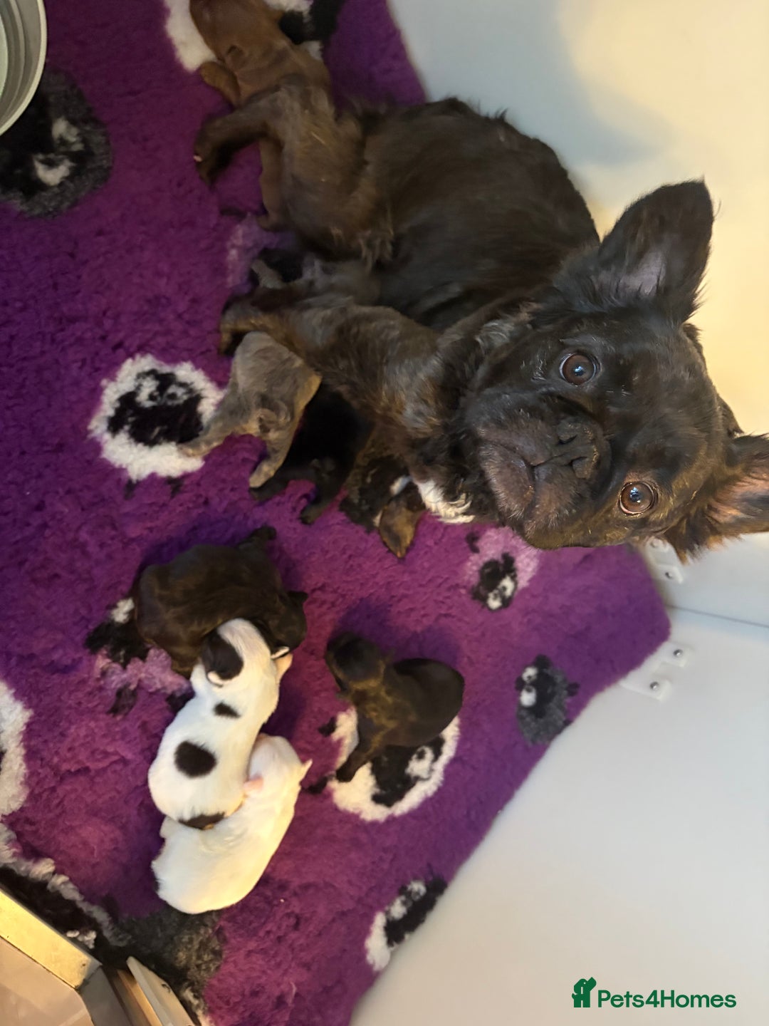 French Bulldog dogs for sale: KC fluffy French bulldog puppies - Image 9