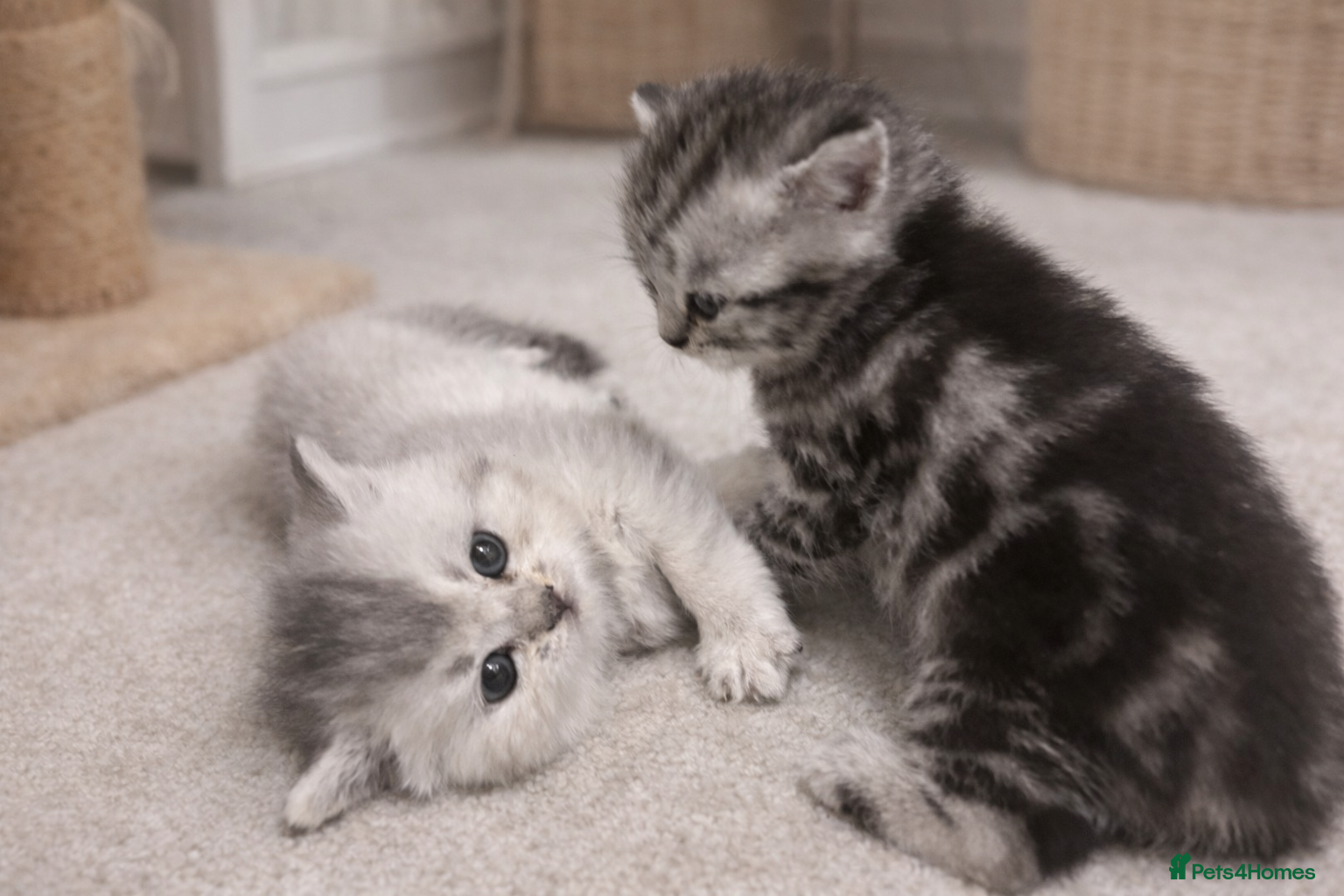 British Shorthair cats BSH silver tabby and chinchilla GCCF  - Advert 16