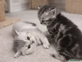 British Shorthair cats BSH silver tabby and chinchilla GCCF - Advert 16