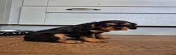 Cavalier King Charles Spaniel dogs for sale: *LASY BOY* *READY * Cavalier King Charles Puppies  - Advert 13