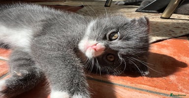 Scottish Fold cats - Advert 14