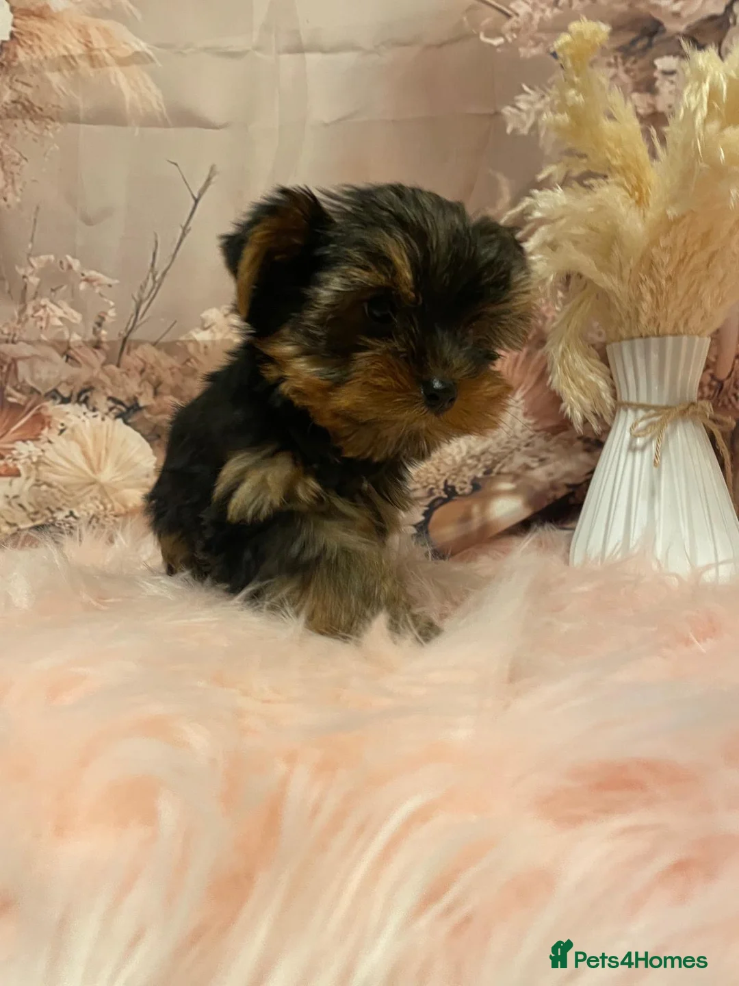 Yorkshire Terrier dogs for sale: Left one beautiful boy❤️ - Advert 23