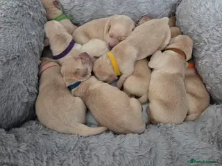 Goldador dogs Goldador Puppies – Show & Working Lines in Perth - Advert 1