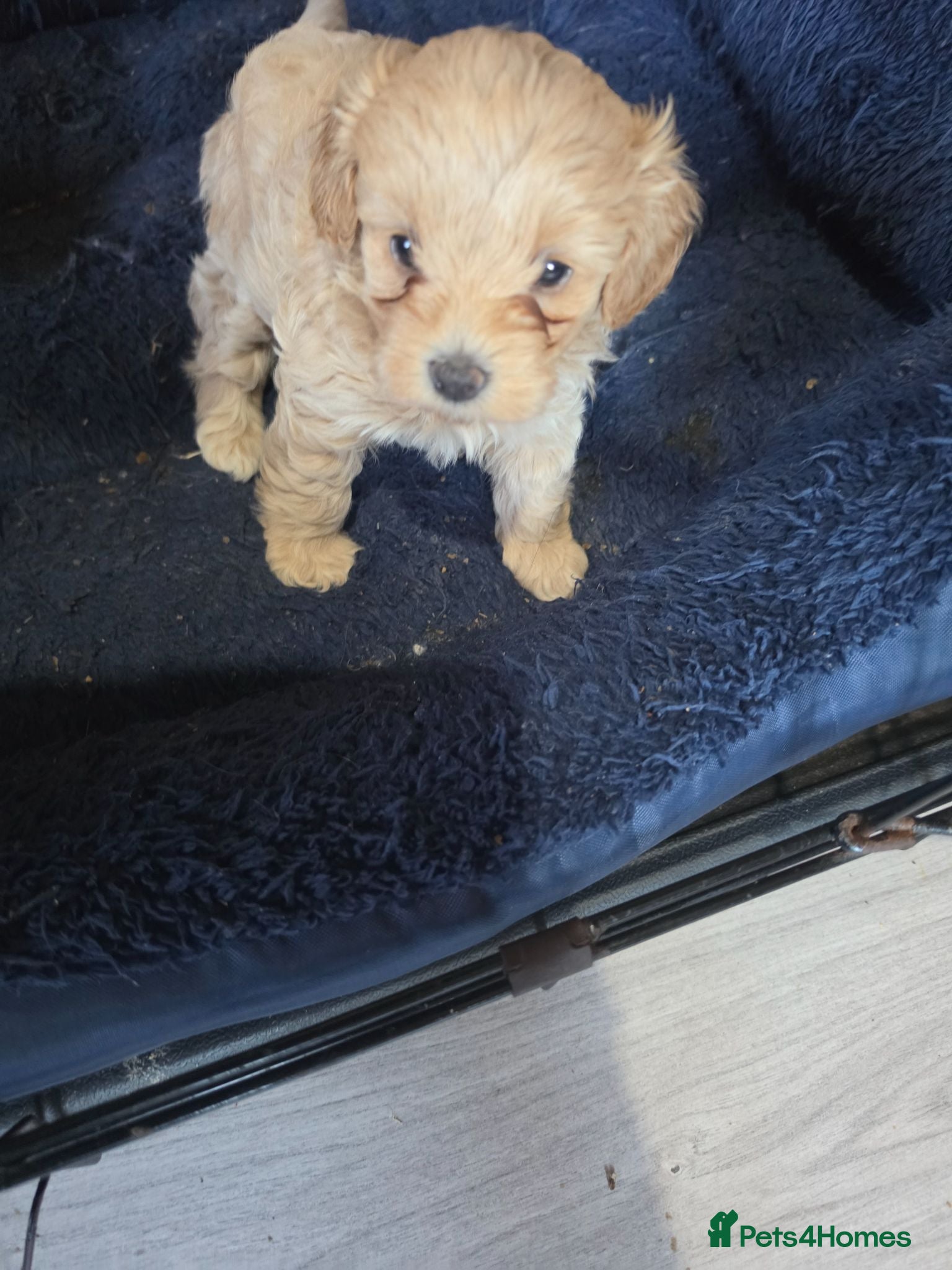 Maltipoo dogs Maltipoo ONLY 1 girl left - Advert 20