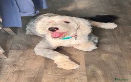 Old English Sheepdog dogs for stud: Beautiful, Happy Go Lucky Old English Sheepdog - Image 7