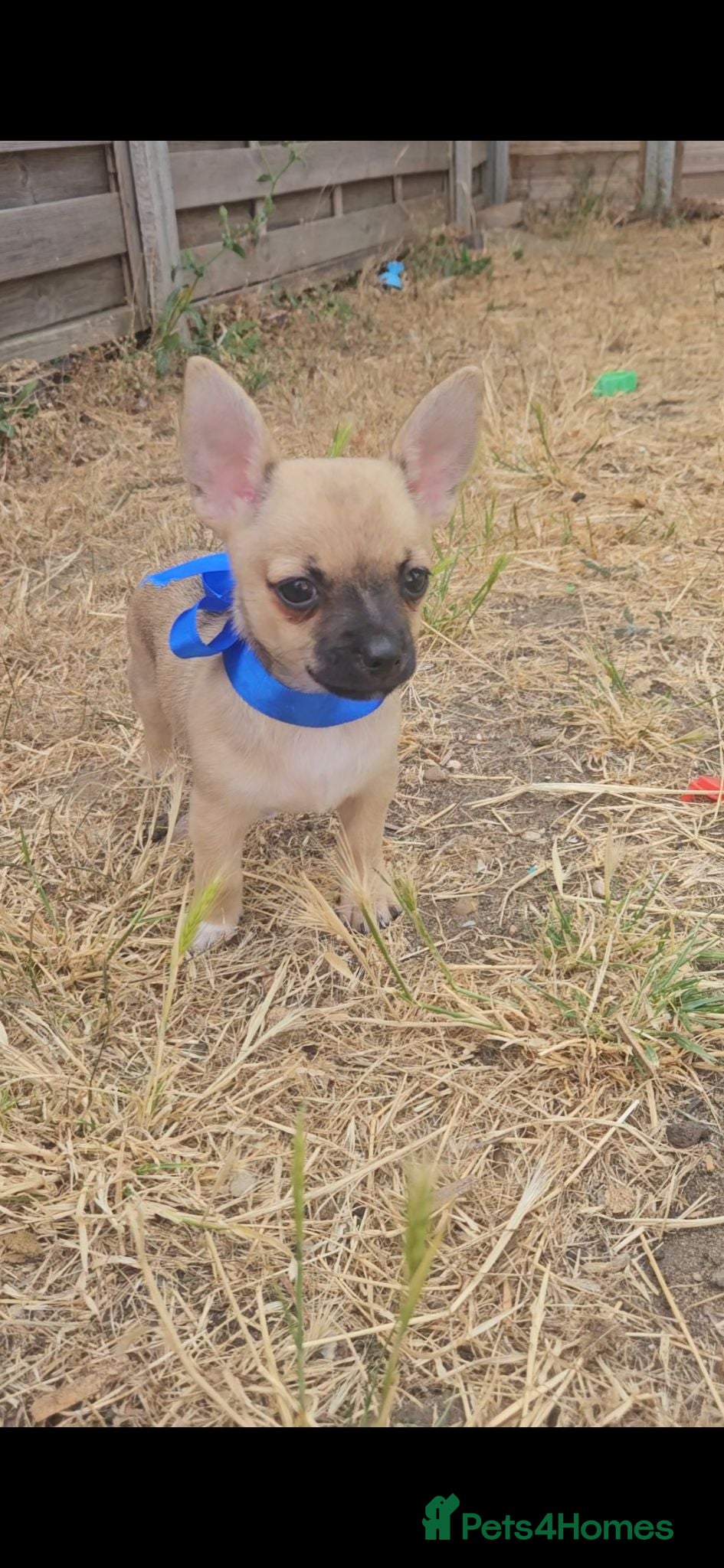 Chihuahua dogs Short haired chihuahuas  - Advert 9