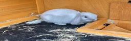 Mini Lop rabbits for sale: Early Summer 2026 - Advert 6