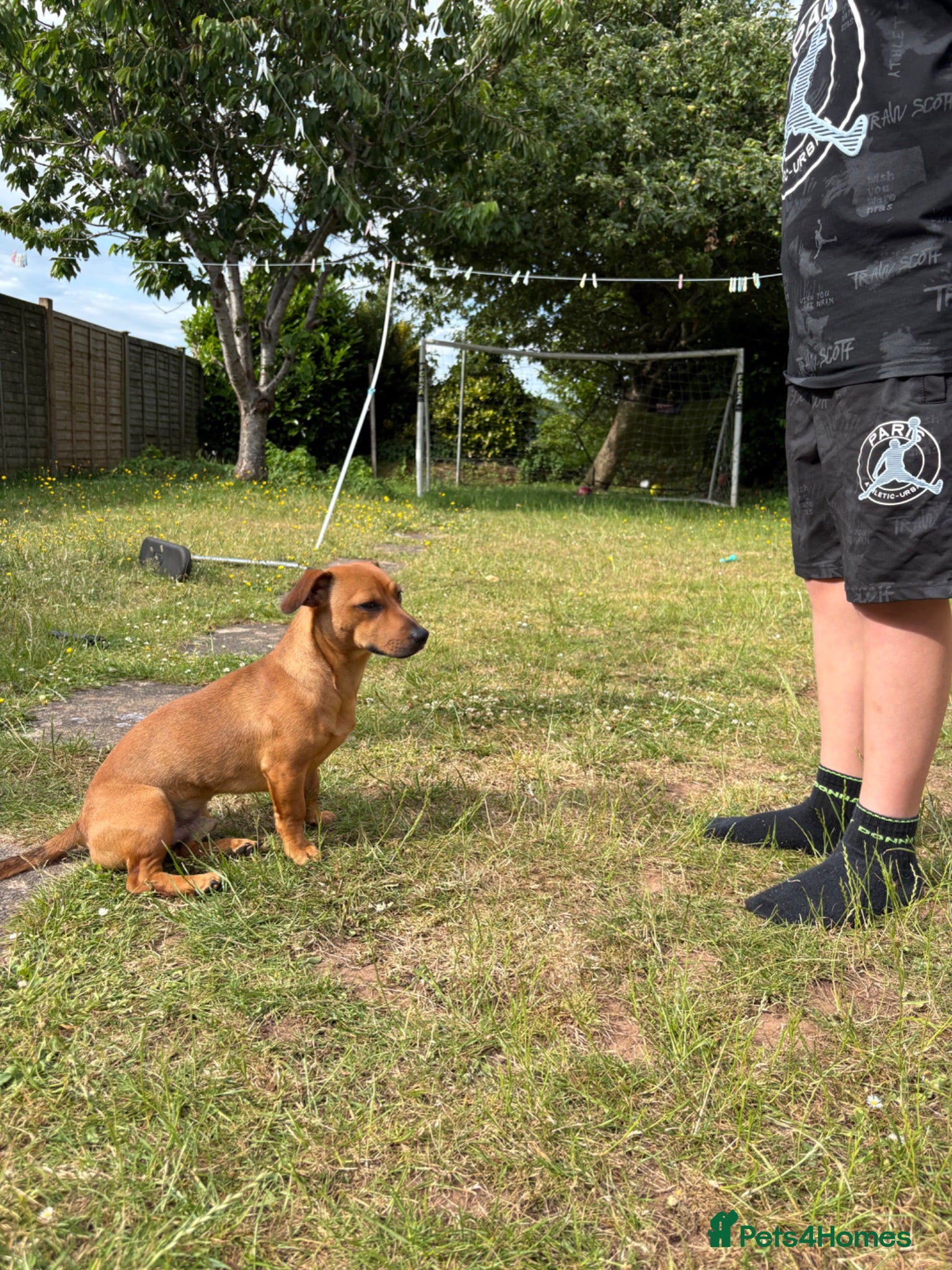 Mixed Breed dogs Rolo 7months old - Advert 16