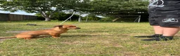 Mixed Breed dogs for sale: Rolo 7months old in Budleigh Salterton - Advert 1