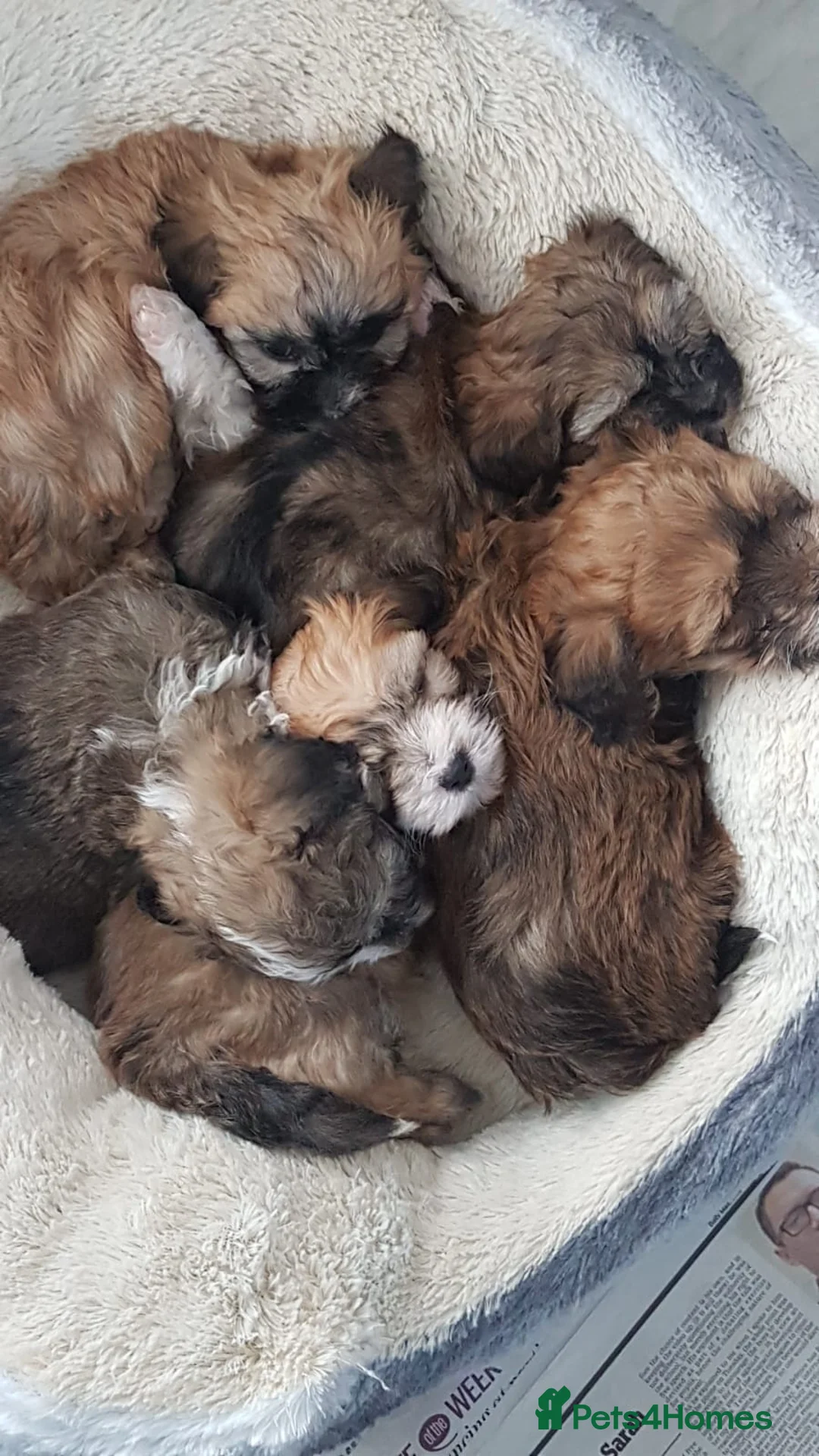 Toy Poodle dogs for stud: 🏆PROVEN🏆sable miniature poodle health tested in Havant - Advert 17