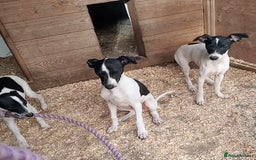 Italian Greyhound dogs for sale: Italian greyhound puppies  - Image 2