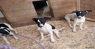 Italian Greyhound dogs - Advert 6
