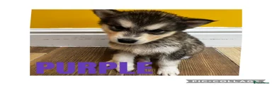 Puppy 7