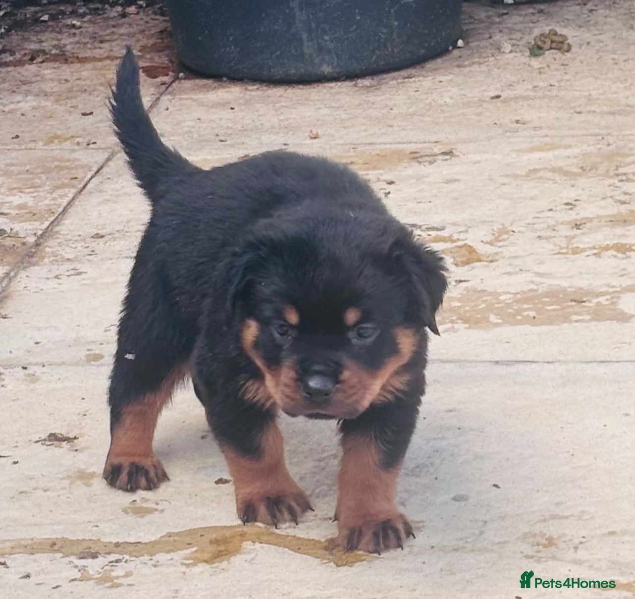 Rottweiler dogs ELITE KC REGISTERED GERMAN ROTTWEILER PUPPIES  - Advert 2