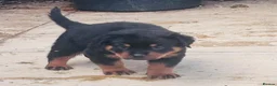 Rottweiler dogs for sale: ELITE KC REGISTERED GERMAN ROTTWEILER PUPPIES  - Advert 14