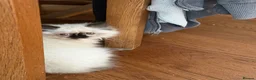 Persian cats for sale: Stunning Colourpoint persian Kittens - Advert 6
