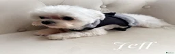 Maltese dogs for sale: FCI quality Maltese boy  - Advert 2