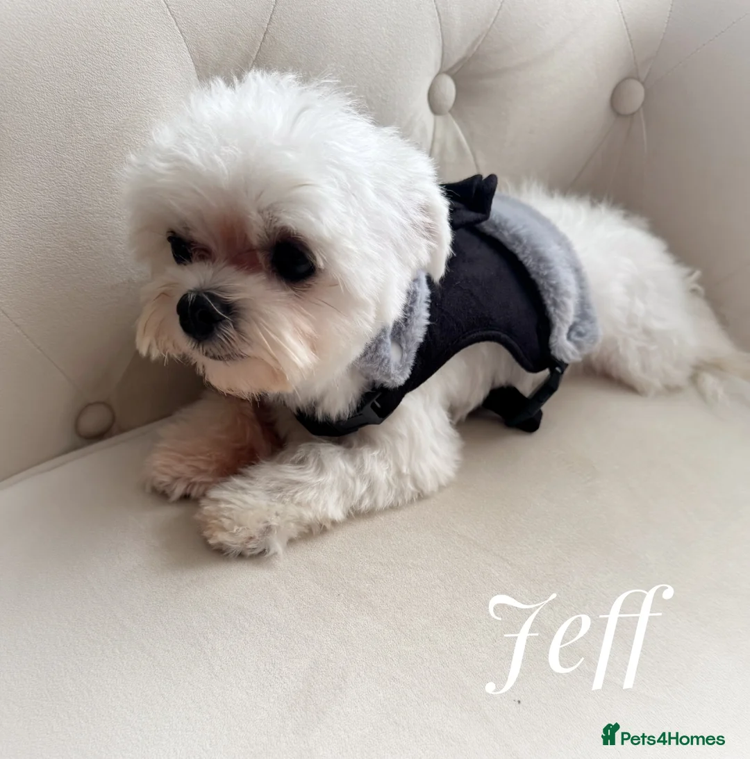 Maltese dogs for sale: FCI quality Maltese boy  - Advert 2