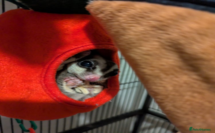 Sugar Glider rodents - Advert 1